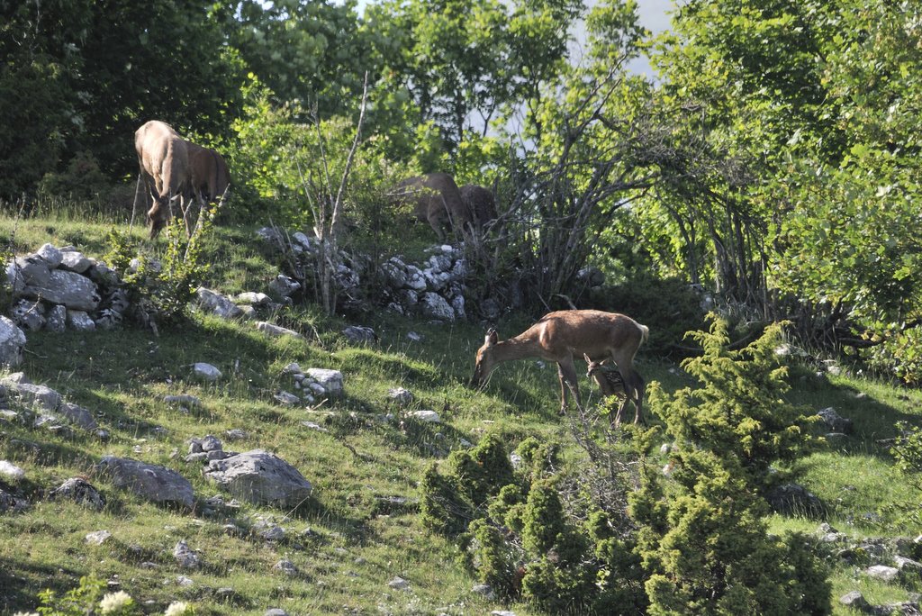 Cuccioli  (fotoracconto)